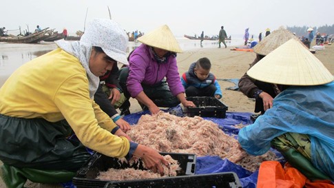 Trúng đậm mùa moi biển, ngư dân Thanh Hóa thu tiền triệu mỗi ngày - ảnh 1