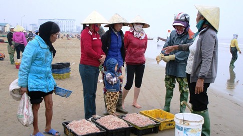 Trúng đậm mùa moi biển, ngư dân Thanh Hóa thu tiền triệu mỗi ngày - ảnh 6
