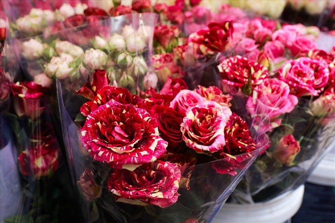 Những bông hoa hồng lạ như thế này có giá lên tới 100 nghìn/ bông 