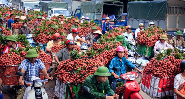 Bắc Giang “gặt” vụ vải thiều thành công nhất trong 6 thập kỷ