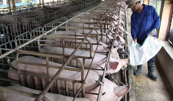 Từ 1/1/2018, Việt Nam sẽ cấm thịt “bẩn” chứa kháng sinh kích thích tăng trưởng