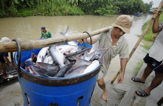 Giá cá tra ở Đồng bằng sông Cửu Long cao kỷ lục