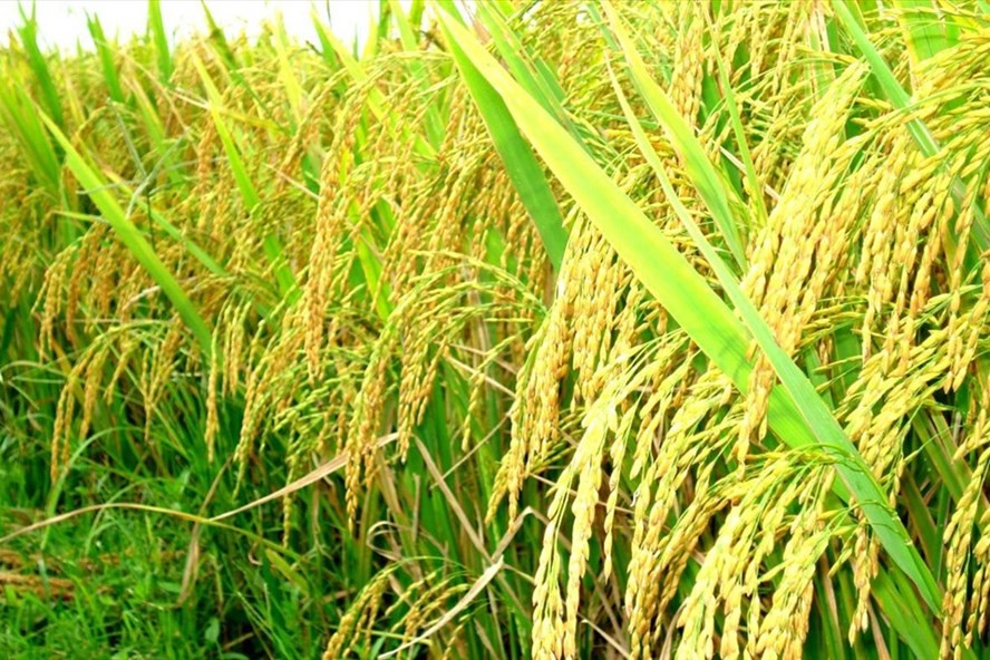 Việt Nam nhập khẩu gạo từ Ấn Độ lần đầu tiên trong nhiều thập kỷ