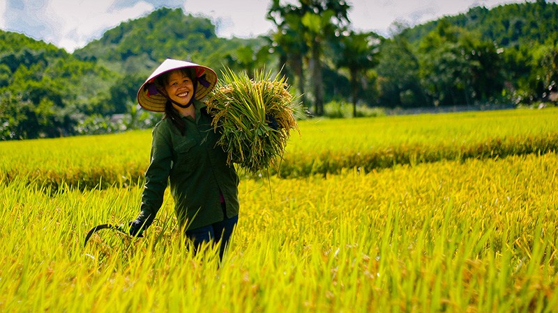 Vượt Thái Lan, Việt Nam có giá gạo xuất khẩu cao nhất thế giới