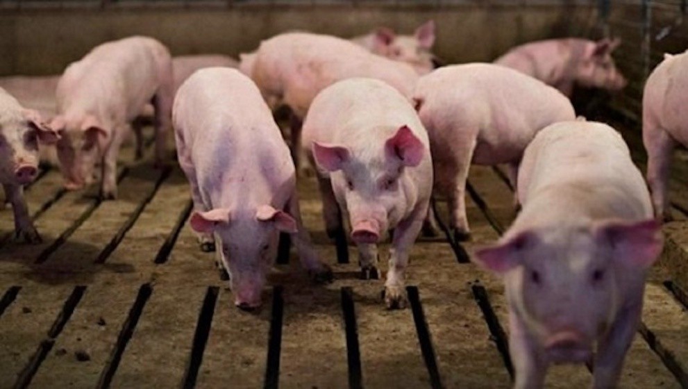 Giá lợn hơi tụt dốc không phanh, còn dưới 80.000 đồng/kg 