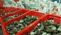 Xuất khẩu tôm sống không đáp ứng được quy định mới của Australia bị buộc tái xuất hoặc tiêu huỷ
