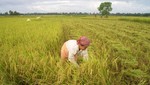 Xuất khẩu gạo cấp trung bình và cấp thấp, cái “bẫy” cần cảnh giác