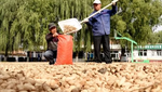 Một loạt nông sản Việt Nam sản xuất thuộc top đầu thế giới bất ngờ tăng nóng do El Nino