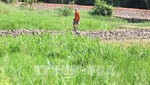 Một người nông dân "thăm ruộng" trong quy hoạch Khu đô thị Bình Quới - Thanh Đa (TP.HCM). Ảnh: Trần Xuân Tình - TTXVN