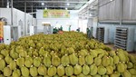 Doanh nghiệp thu mua sầu riêng đủ tiêu chuẩn xuất khẩu sang Trung Quốc. Ảnh: Anh Dũng/TTXVN