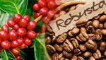 Dồn dập các tác nhân đẩy giá cà phê robusta tăng vọt