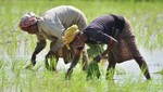 Giá gạo tăng phi mã, chính phủ Thái Lan bất ngờ yêu cầu nông dân hạn chế trồng lúa vì lý do này