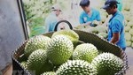Nghị định thư quy định cụ thể về quản lý vùng trồng, đóng vói và chế biến, kiểm tra và kiểm dịch khi Trung Quốc nhập khẩu. (Ảnh minh hoạ: Nam Thái/TTXVN)