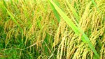 Những nước chịu ảnh hưởng mạnh nhất từ quy định cấm xuất gạo của Ấn Độ