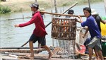 Thu hoạch cá tra trên địa bàn tỉnh Đồng Tháp. Ảnh: TTXVN phát