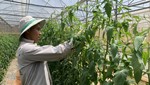 Các nhà vườn tại Lâm Đồng đang tất bật chuẩn bị nguồn hàng dồi dào phục vụ thị trường Tết 2023.