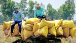 Nhiều nước cấm xuất khẩu, Việt Nam thu hàng tỷ USD từ gạo liệu có nên "thừa thắng xông lên"?