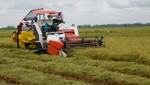 Giá lúa gạo ở miền Tây tăng mạnh ngay sau Tết Nguyên Đán là “sốt ảo” hay nhu cầu thật? 