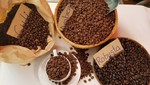 Vicofa dự báo sản lượng cà phê niên vụ mới có giảm trên dưới 20%