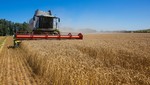 Đứt gãy nguồn cung lúa mì từ Ukraine khiến giá lương thực tăng cao kỉ lục. Ảnh: AFP/TTXVN