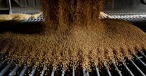Trung Quốc mua 600.000 tấn đậu tương của Mỹ trong 3 tháng cuối năm