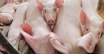 Giá thịt lợn sẽ tăng mạnh từ nay đến Tết Nguyên đán