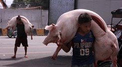 Trung Quốc bất ngờ cấm nhập khẩu thịt lợn từ Đức 