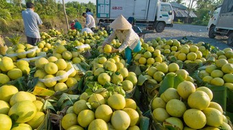 Xuất khẩu rau quả 4 tháng đầu năm: Tăng đột biến sang Thái Lan không thể bù sụt giảm ở Trung Quốc
