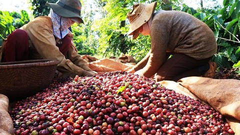 Giá liên tục tăng vào neo ở mức cao, người dân trồng cà phê trúng đậm