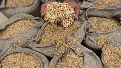 Việt Nam trúng thầu 108.000 tấn gạo xuất sang Indonesia, giá thấp nhất trong các nguồn cung
