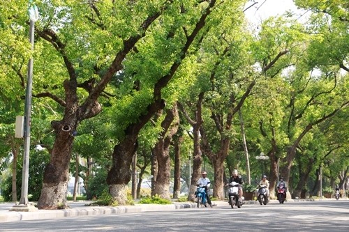 Cây xanh đường phố là nét đặc trưng ở thành phố Huế. Ảnh: Võ Thạnh