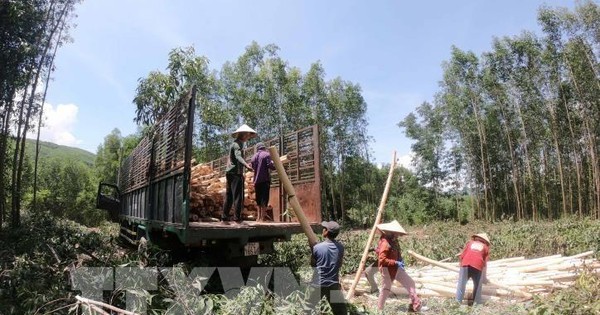 Giá gỗ keo nguyên liệu ở Đắk Lắk tăng cao
