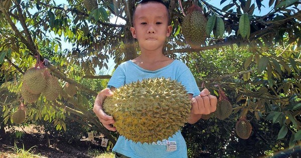 Trang trại Thái Lan trồng sầu riêng giá 30000 USD một quả  VnExpress