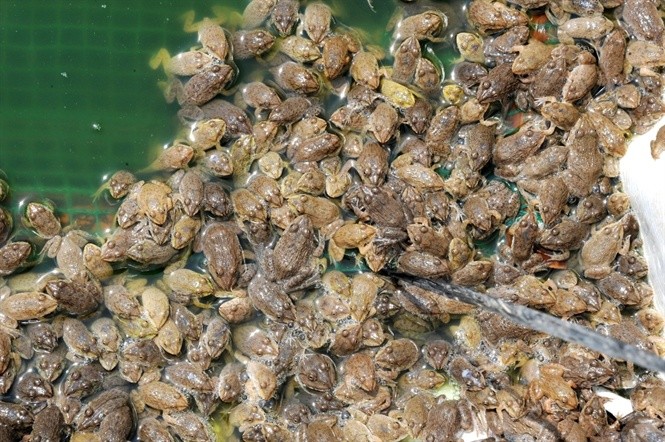 Cận cảnh nuôi ếch thành tỷ phú ở vùng Đồng Tháp Mười - Ảnh 9.