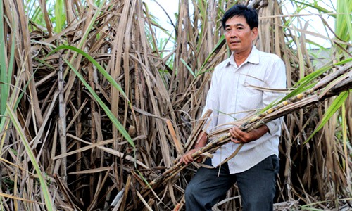 Anh Huỳnh Văn Hiền thất thần bên ruộng mía bỏ chết khô vì thu hoạch lỗ công. Ảnh: Hoàng Nam.