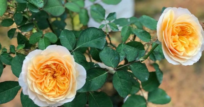 Khu vườn với 6.000 gốc hồng nhập ngoại của chị Tuyết