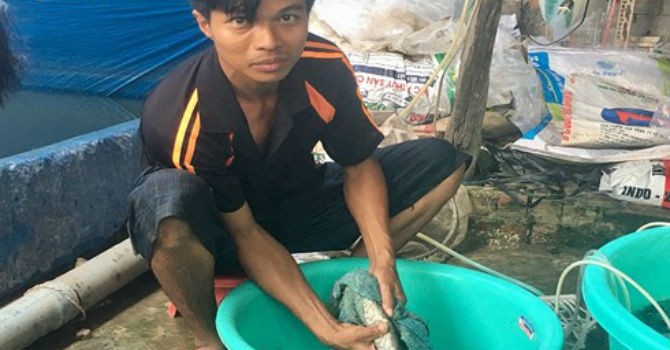 Anh Trần Thanh Hùng đang vuốt cá chạch lấu cái để lấy trứng chuẩn bị thụ tinh. (Ảnh: Tấn Phong).