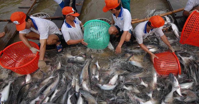 Giá cá tra tăng cao, Bộ Nông nghiệp chỉ đạo đẩy mạnh sản xuất