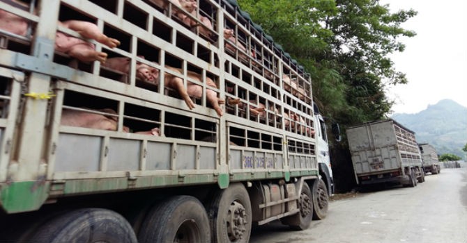 Giá lợn tăng bất thường, lợn Trung Quốc “vượt biên” vào Việt Nam