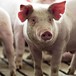 Trung Quốc miễn áp thuế trả đũa với thịt lợn và đậu tương Mỹ 