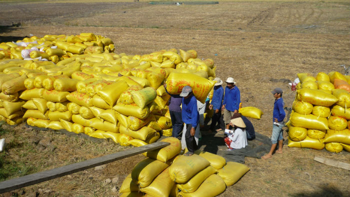 Nhu cầu cao, giá lúa gạo tăng mạnh: Vụ lúa Đông Xuân không lo đầu ra 