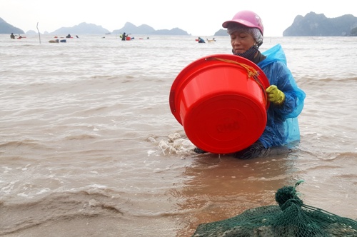 Người Dan Hải Phong đổ Xo Xuống Biển Bắt Con Mỏ Vịt Cau Chuyện