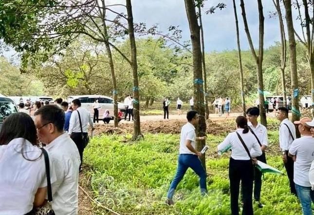 Rất đông người tụ tập tạo cơn sốt đất ảo ở vườn cao su tại Bình Phước