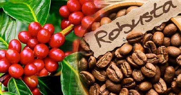 Dồn dập các tác nhân đẩy giá cà phê robusta tăng vọt