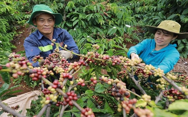 Quý 1/2022, xuất khẩu cà phê đạt 581,7 nghìn tấn, trị giá 1,3 tỷ USD, tăng 28,3% về lượng và tăng 60,2% về trị giá so với cùng kỳ năm 2021