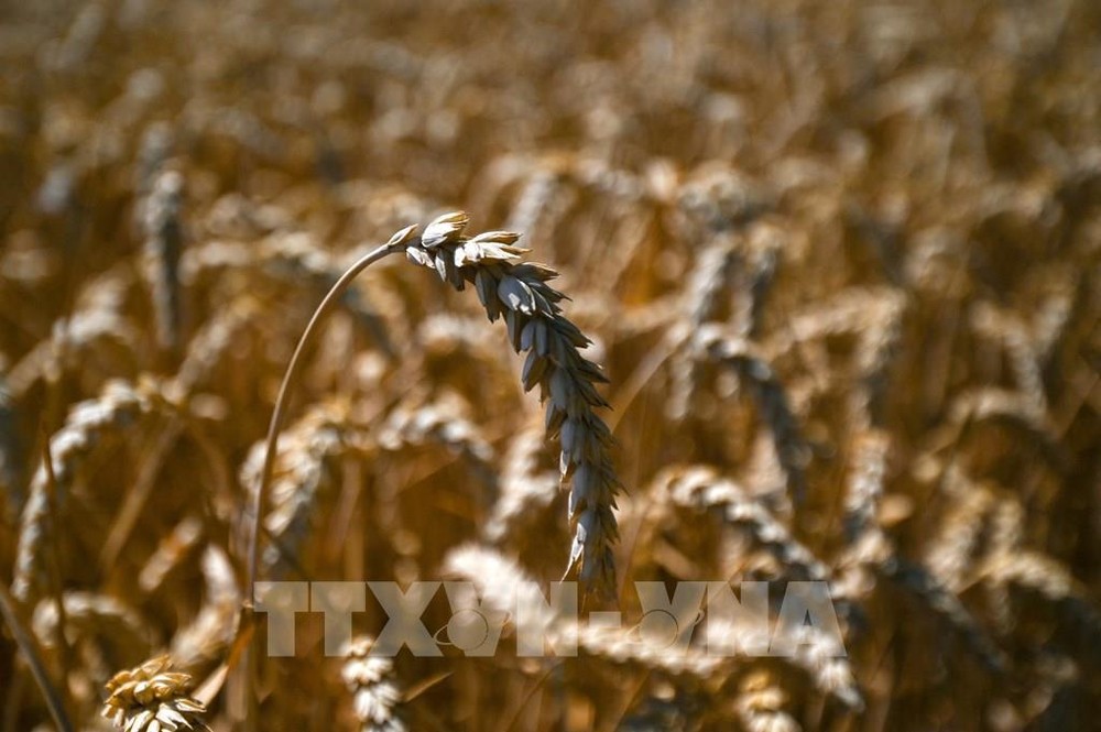 Lúa mì trên cánh đồng tại Dortmund, miền Tây Đức, ngày 19/7/2022. Ảnh: AFP/TTXVN