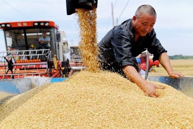 Sản xuất lúa gạo của Trung Quốc đang bị ảnh hưởng xấu do thiếu nước.