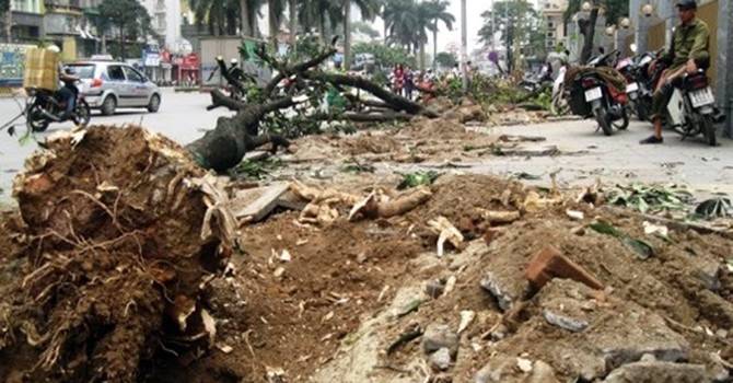 Hàng loạt cây bị đốn hạ nằm ngổn ngang trên hè tuyến đường Nguyễn Chí Thanh 
