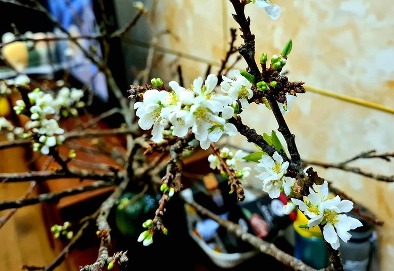 Hội chị em ở Hà Nội đang khá thích thú với trào lưu "chờ củi nở hoa" những ngày cận Tết Dương lịch (Ảnh: Anh Thơ)