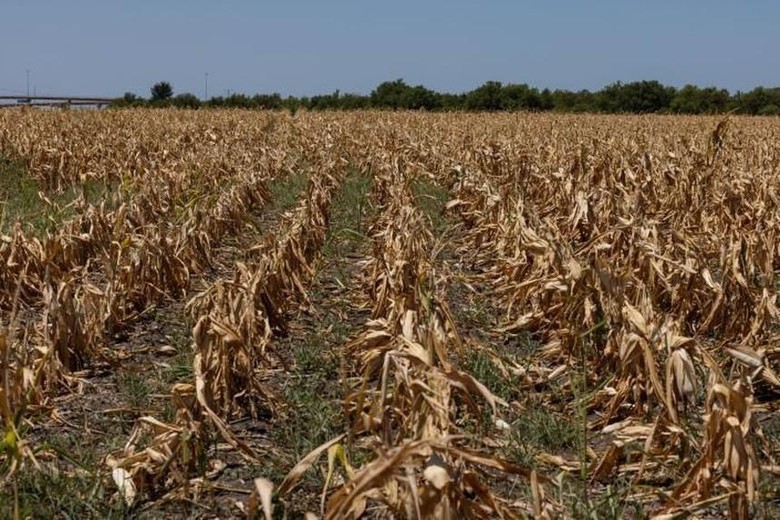 Các trang trại khô héo từ Mỹ đến Trung Quốc sẽ gây áp lực lên giá lương thực